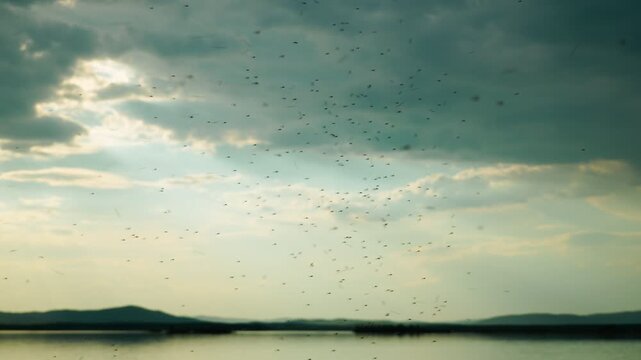 A swarm of mosquitoes hovers in the air above the lake shore against a cloudy sky. A swarm of blood-sucking insects that can carry diseases, the danger of bites and malaria.