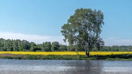 Malowniczy krajobraz z rzeką, drzewem i polem żółtych kwiatów rzepaku, tworzący idylliczną, sielską scenerię idealną do projektów o tematyce natury, relaksu i podróży. © PIOTR D