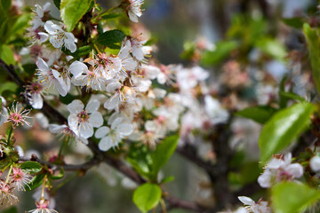 Fototapeta premium Prunus fruticosa European dwarf cherry White blossoms with fresh green leaves on shrub branches. Small deciduous shrub known as European dwarf cherry produces tart fruit and showy blooms.