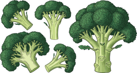 Vintage green broccoli engraving vector set. Fresh organic broccoli florets, whole vegetable head, and sliced half stalk colorful hand drawn sketch collection. © SNOW EVA