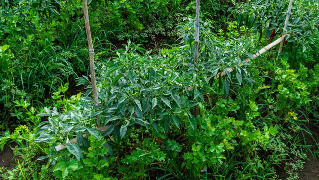 Lush green chili pepper plantation field with organized rows on agricultural farm.