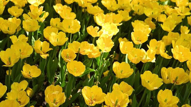 Yellow tulip field swaying in the wind on a bright sunny spring day with beautiful petals blooming flower garden