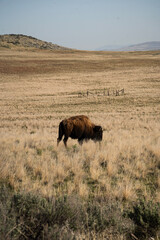 bison grazing in the field © Sami