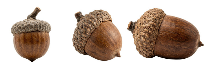 A Set of realistic acorns isolated on white background, detailed brown nut illustration PNG for autumn forest themes, nature education, rustic crafting and decor   © Marcus