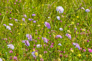 Obraz premium (Knautia arvensis) Dichten Blütenstand von Hübsche Acker-Witwenblumen. Zart Blauvioletten Wiesenblumen wächst an Feldrändern zusammen mit Wildpflanzen.