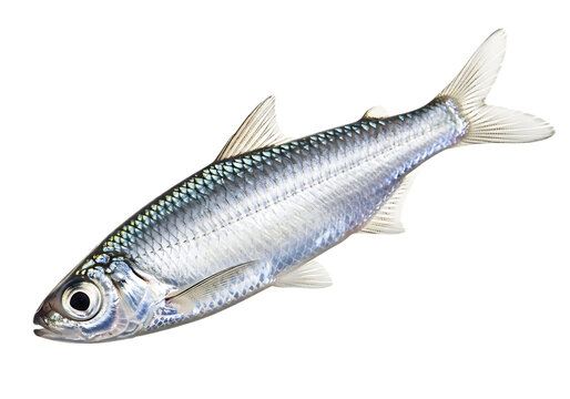 Fresh raw herring fish isolated on transparent background