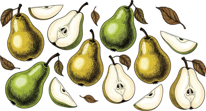 Vintage pear engraving vector color set. Botanical pear sketch layout with ripe yellow and green fruits, cut halves, slices, and autumn leaves. Hand drawn pear illustration for packaging design.