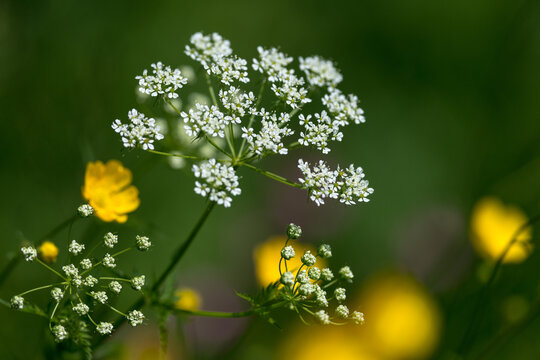 Fleurs des champs