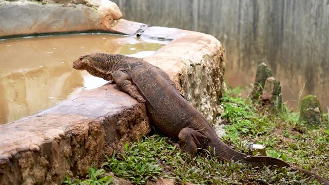 Asian water monitor (Varanus salvator) resting on a rock near a pond.