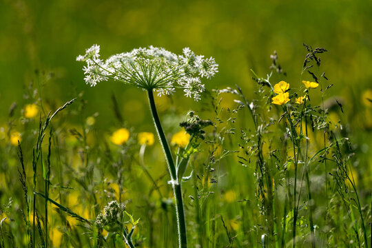 Fleurs des champs