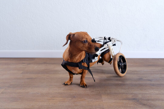 Dachshund dog with hind leg paralysis uses a wheelchair indoors