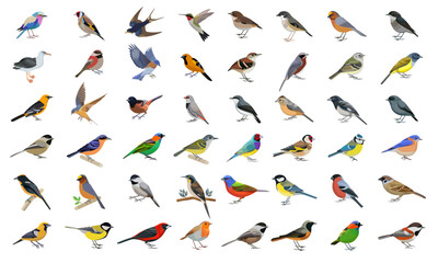 Bird illustration set, flat vector animal designs. © Kas Tan