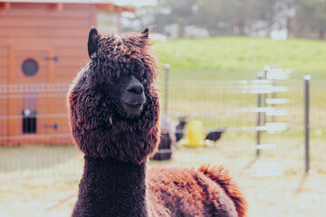 Fototapeta premium Black alpaca standing in a grassy field with a wooden barn