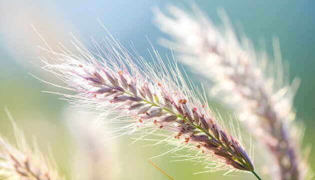 Feather grass Stipa pennata waving in wind close-up macro shot with soft sunlight and blurred green background