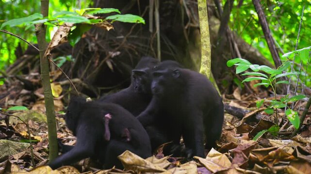 A group of wild black Celebes crested macaques in Tangkoko Nature Reserve, North Sulawesi. Endangered Macaca nigra prima