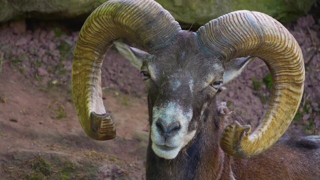 Close up head of a male mouflon ram sitting down and relaxing ona. sunny summer day