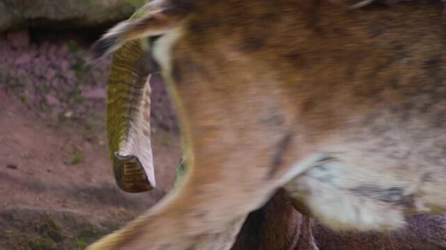 Close up head of a male mouflon ram sitting down and relaxing ona. sunny summer day