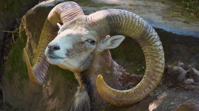 Close up head of a male mouflon ram sitting down and relaxing ona. sunny summer day