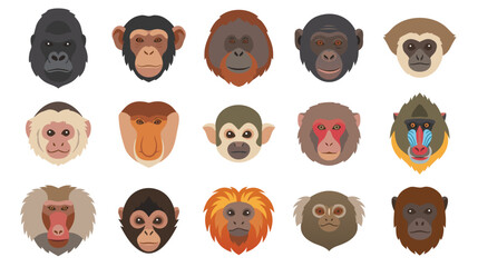 Monkey and Ape Face Collection, Flat Vector Primate Icons Set, Wild Animal Avatars © NANDO