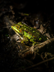 Obraz premium Detailed close-up portrait of a vibrant green marsh frog sitting amongst damp leaves and twigs in a dark swamp habitat, showcasing its textured skin and bright golden eye.