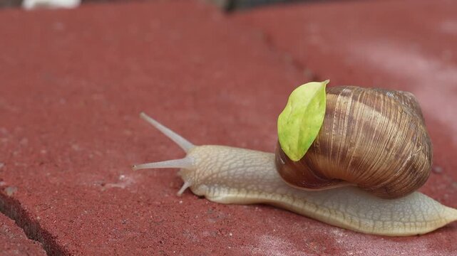 snail on a leaf