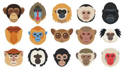 Monkey and Ape Face Collection, Flat Vector Primate Icons Set, Wild Animal Avatars © NANDO