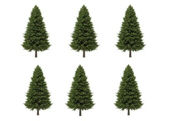 Obraz premium Realistic green evergreen tree illustration in multiple views isolated on white background