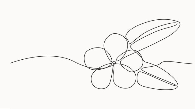 Plumeria flower continuous one line drawing animation. Frangipani linear blossom animated video, Animation on white background vector illustration.