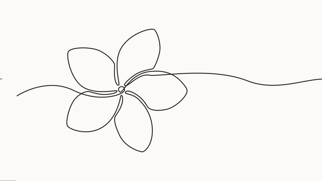 Plumeria flower continuous one line drawing animation. Frangipani linear blossom animated video, Animation on white background vector illustration.
