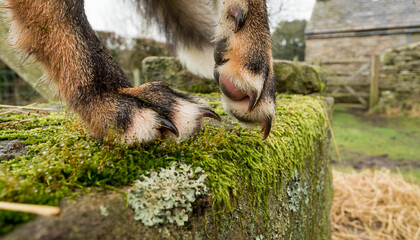 Naklejka premium Detailed view of a fox's paws stepping softly onto a moss-covered stone wall in a traditional British farmyard scene.