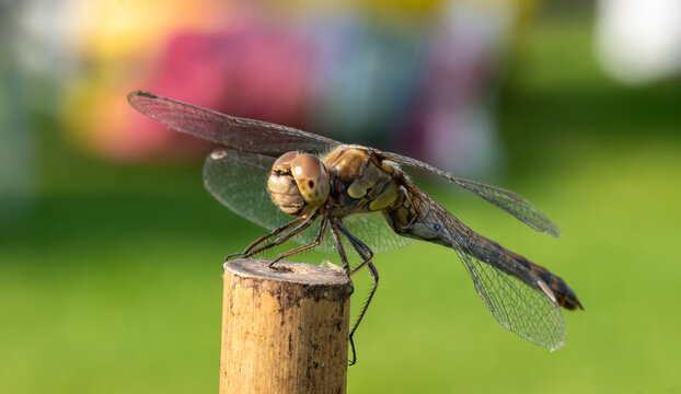 Libelle im Ansitz auf Holzpfahl