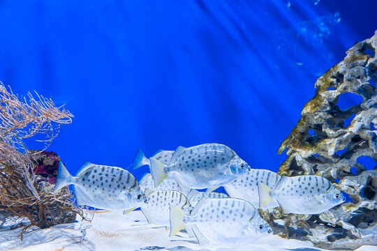 School of spotted scat fish swimming in aquarium