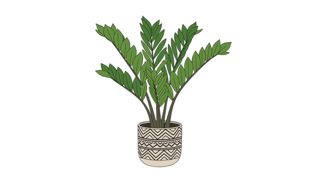 Healthy zamioculcas plant with shiny green leaves growing in a decorative ceramic pot with a tribal pattern on a plain background.