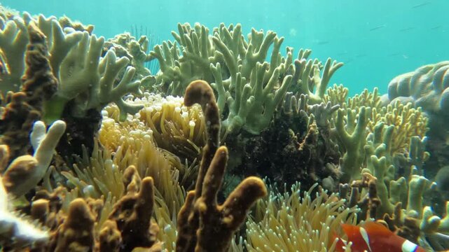 A pair of maroon clownfish (Premnas biaculeatus) swimming actively among the coral reef. These fish appear to coexist symbiotically with the yellowish tentacled sea anemone in their natural habitat.