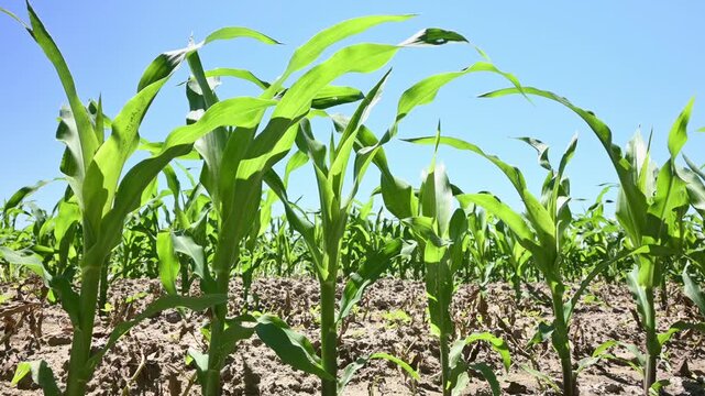 young corn plants in the field