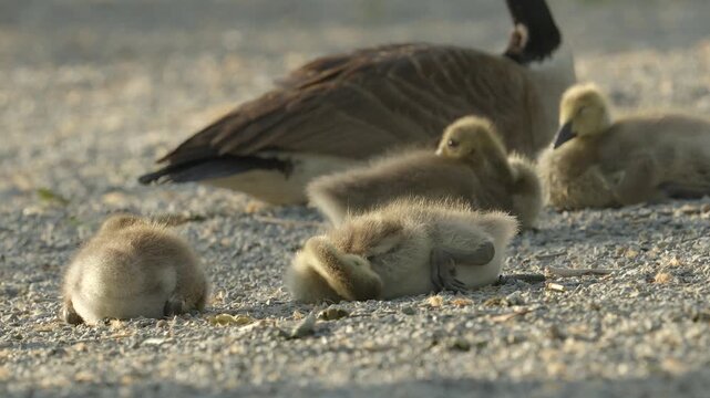 Cute baby animals a spring brood of Canada goslings Canadian goose, preening soft down feathers and sweet baby bathing in the sun with adult parent Mom or dad nearby to protect them on a gravel bed