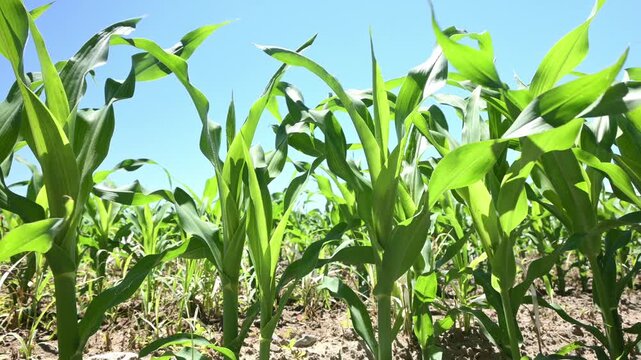young corn plants in the field