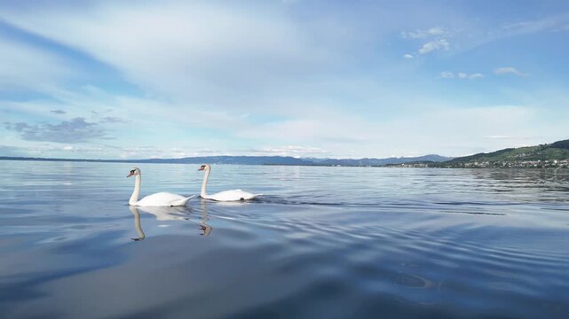 Two swans swimming on a lake with five cygnets