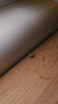 A tiny brown moth sits stationary on a light wooden floorboard next to a gray wall inside a residential home. Concept of domestic pest infestation, household damage, and insect control.