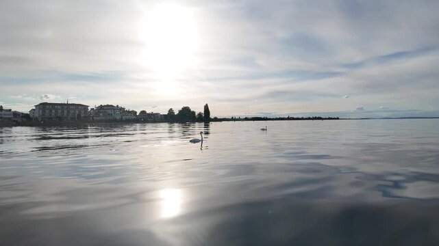 Two swans swimming on a lake with five cygnets