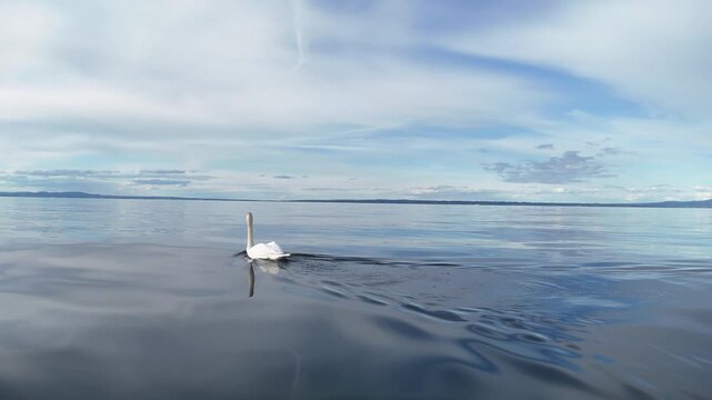 Two swans swimming on a lake with five cygnets