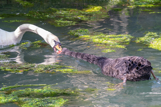 black swan cygnus atratus and mute swan cygnus olor fighting over food in the sea