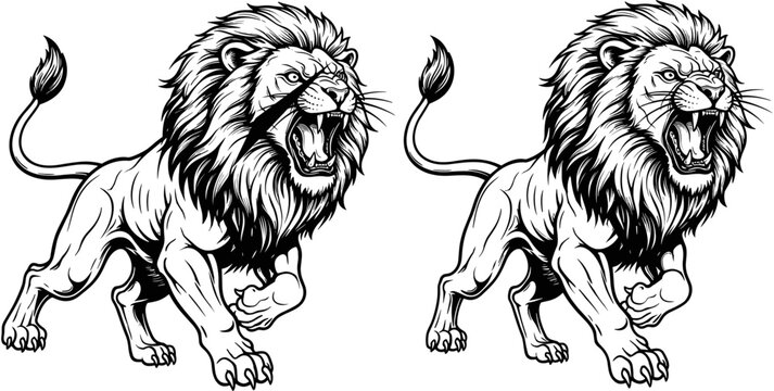 Fierce roaring lion vector, powerful animal mascot, majestic predator with scar, black and white line art, aggressive king of jungle.

