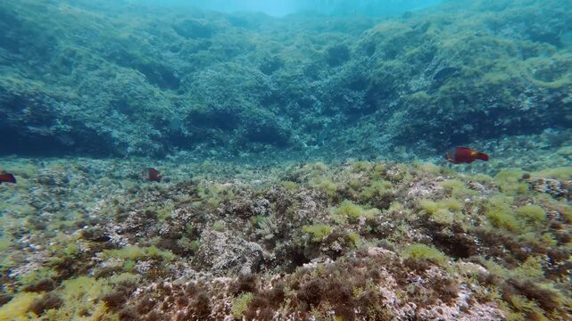 Undersea landscape - Red parrot fish in a Mediterranean reef