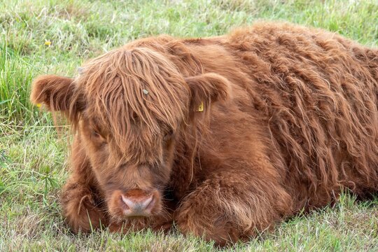 portrait of a brown highland cow calf