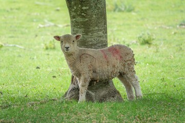 Obraz premium portrait of cute lamb leaning against the trunk of a tree