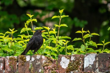 Fototapeta premium portrait of a Blackbird Turdus merula perched on a wall with green leaves in the background