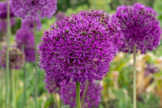 beautiful purple flowers of black garlic allium nigrum