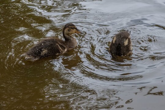 cute mallard duck ducklings in Petersfield Heath Pond Hampshire England