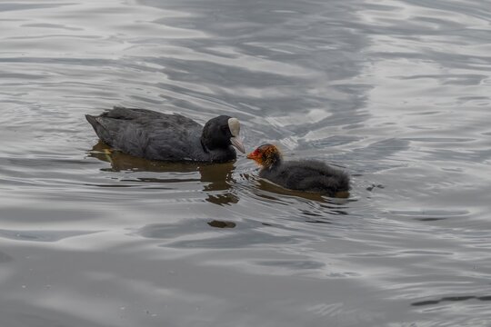coot fulica atra feeding young chick in Petersfield Heath Pond Hampshire England